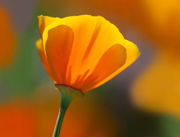 California Close-up of poppy flower